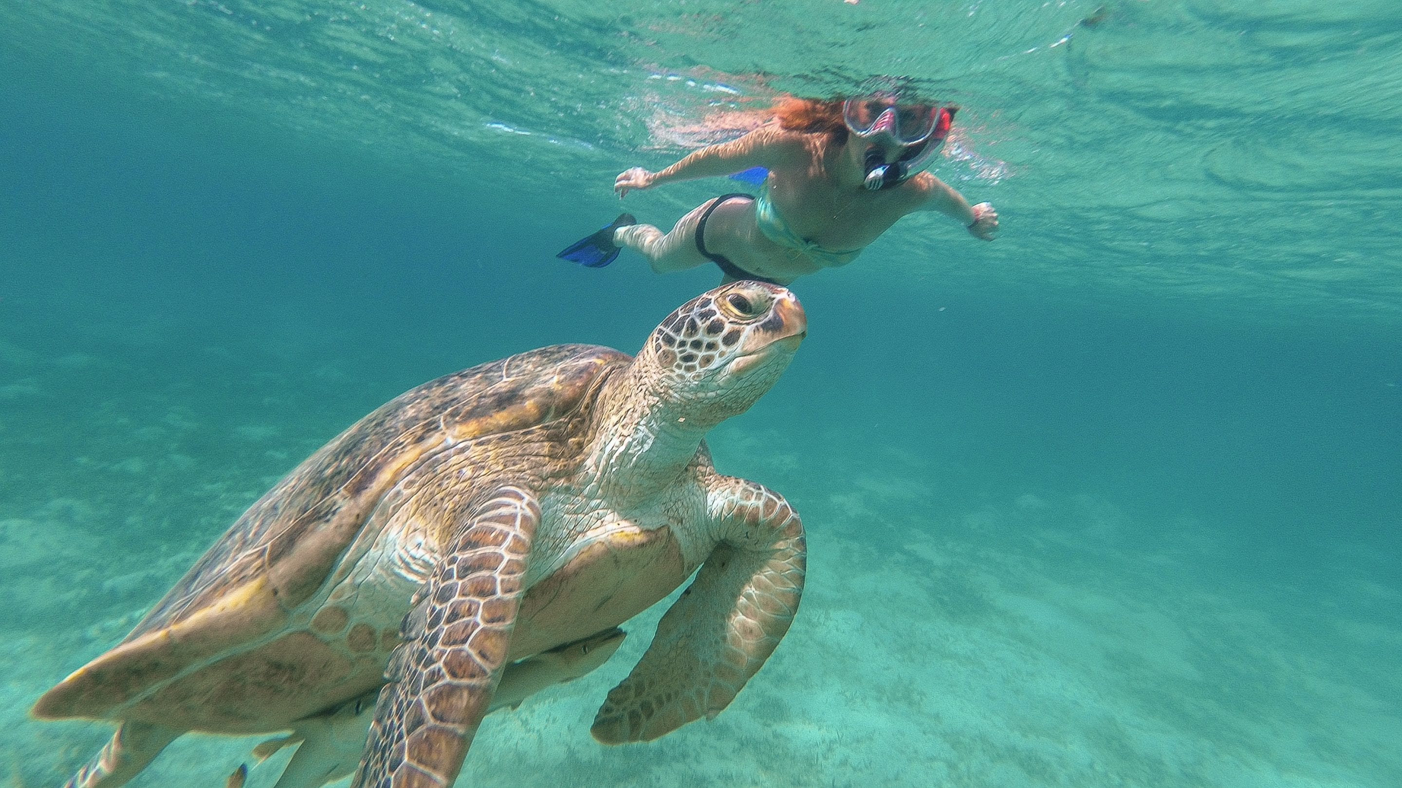 lombok sea turtles swimming