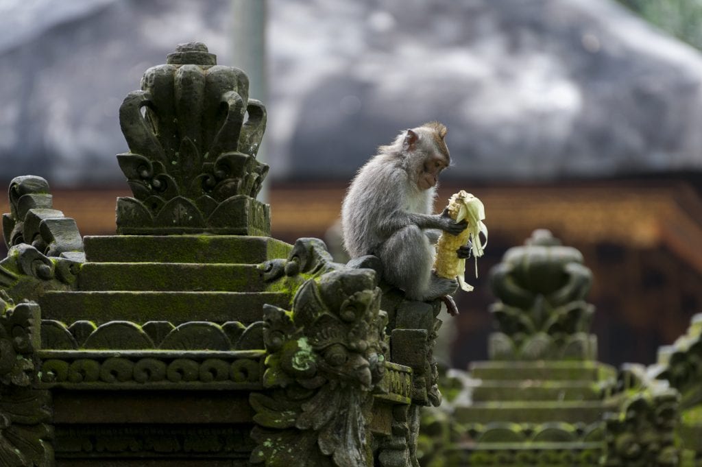 Balinese long-tailed macaque in the Ubud Monkey Forest, Bali