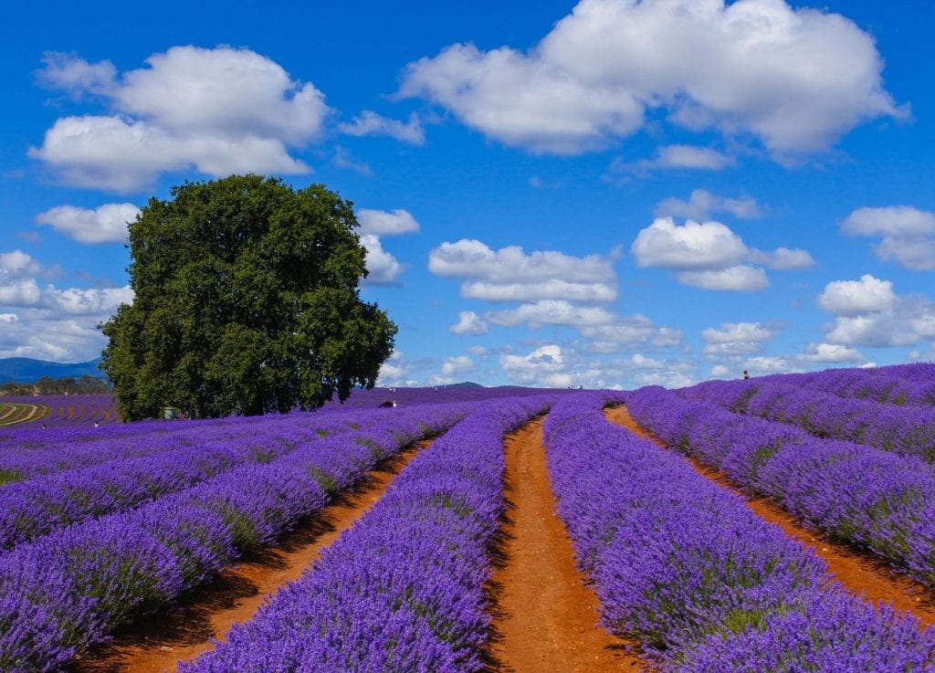 lavender-fields
