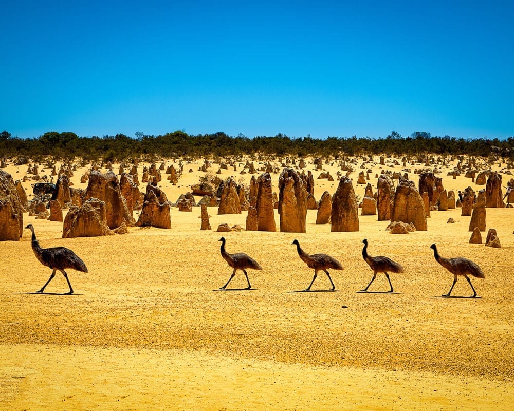 emus at the pinnacles