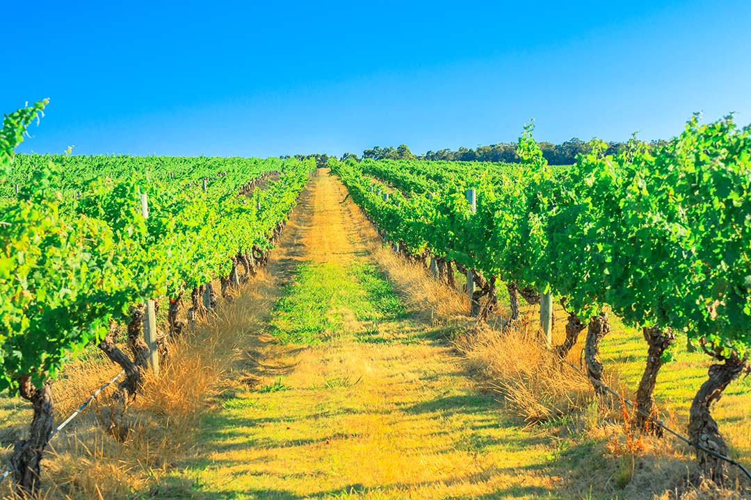 Margaret River Winery