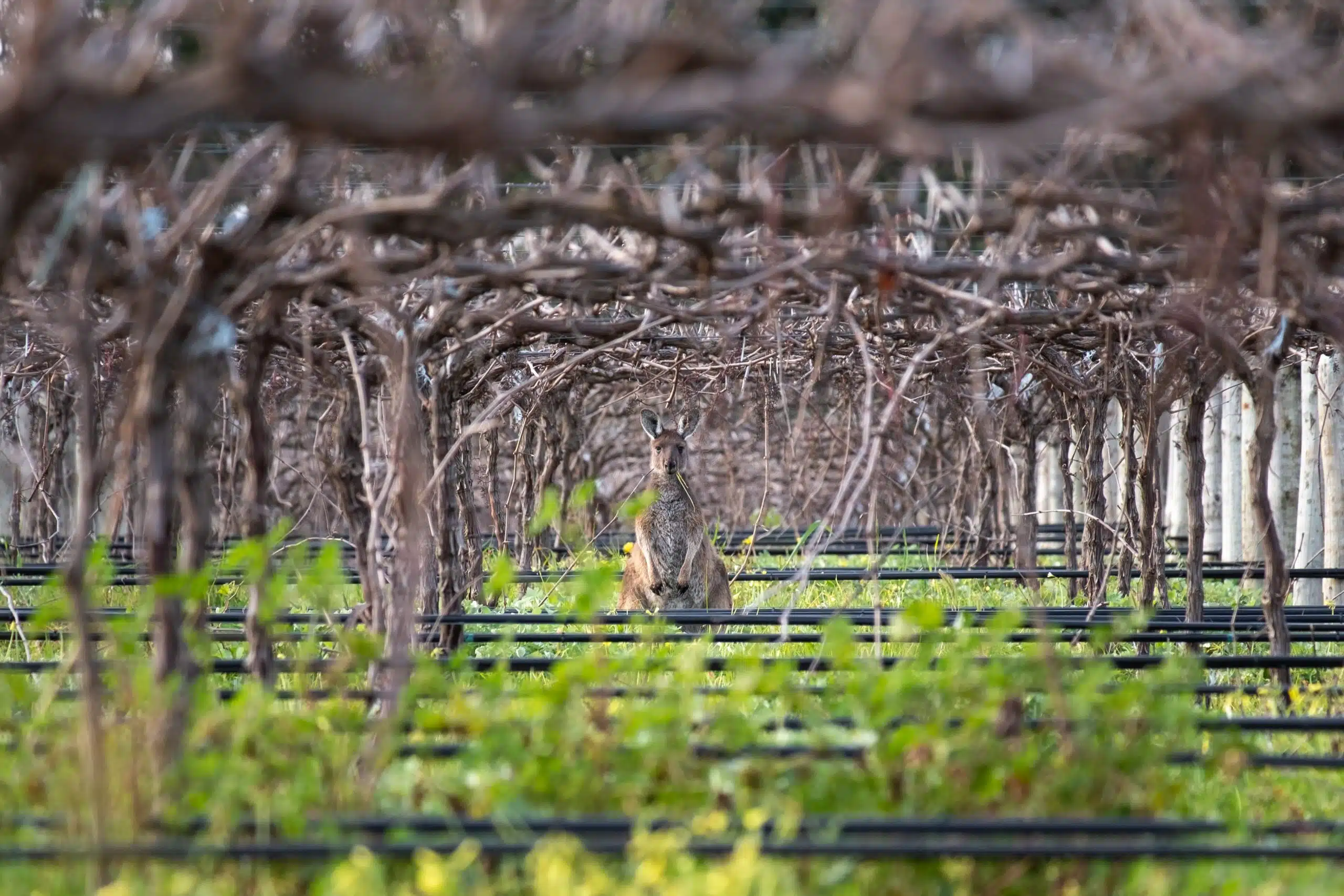 Barossa Valley