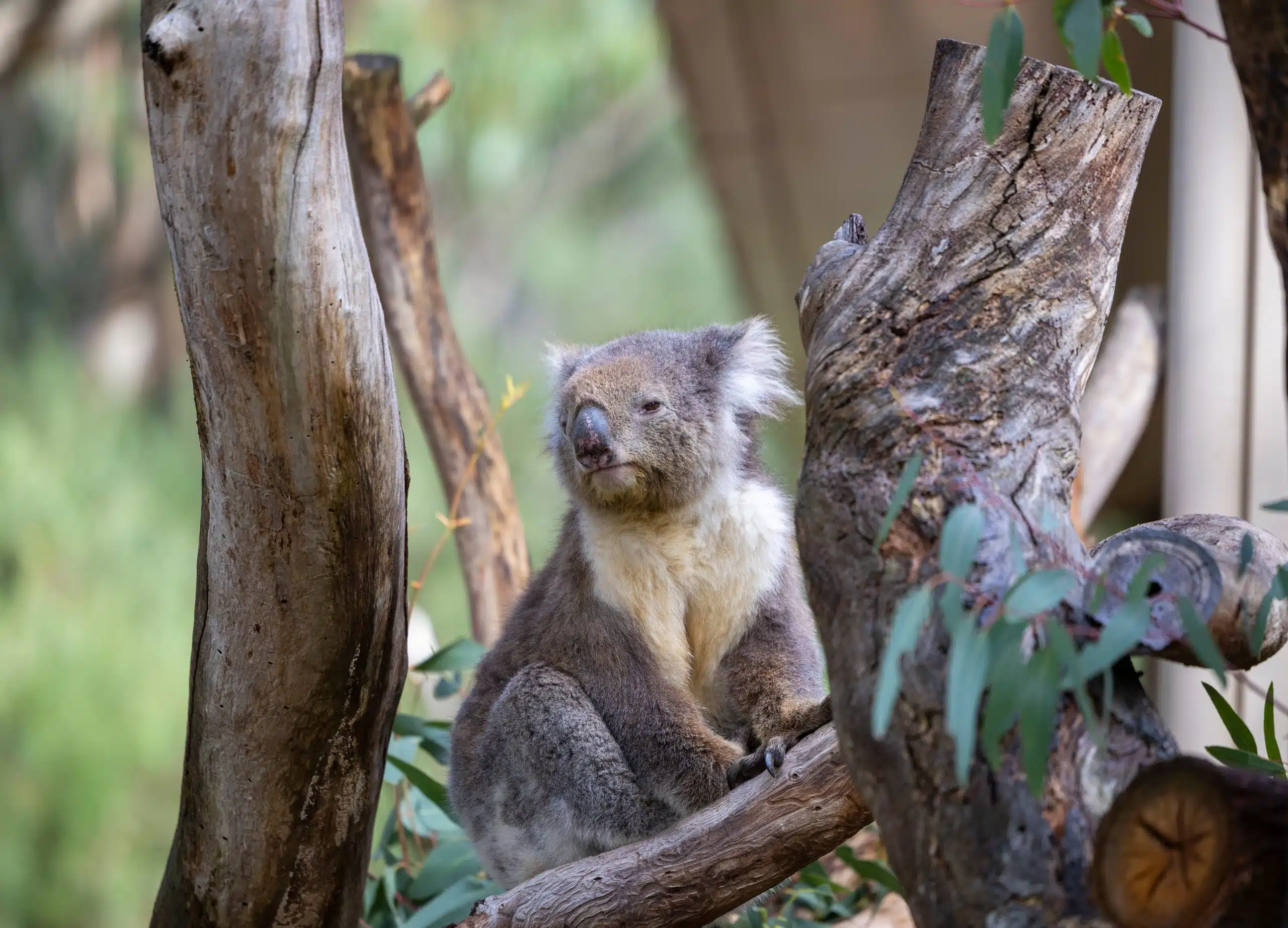 Cleland Wildlife Park